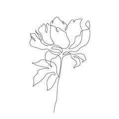 Peony flower in continuous line art drawing style. - 728568858