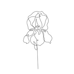 Iris flower in continuous line art drawing style. Iris flower black line sketch - 728568865