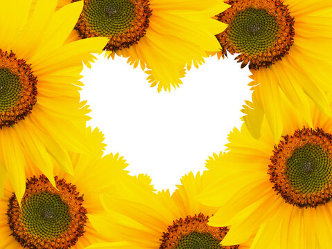 Heart shaped frame made of sunflowers
