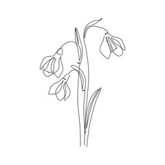 Snowdrops flower continuous line art drawing style. Snowdrop line sketch. Spring concept. - 728569433