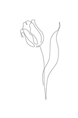 Tulip flower continuous line art drawing style. Tulip line sketch. Mother`s day concept - 728569456