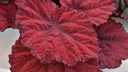 
Begonia bush with large red leaves.
Growing indoor flowers in home conditions.
Photo of a begonia bush in a pot.