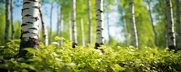 Fotobehang Panoramic view of the forest with birch trees in spring. © LeManna