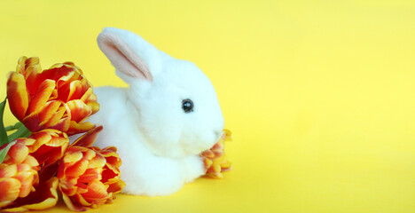 Fluffy Rabbit and Beautiful Tulips on a Bright Yellow Background
