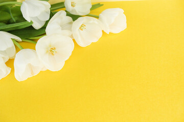 Fototapeta na wymiar Beautiful White Tulips on a Vibrant Yellow Background - Stunning Floral Photography