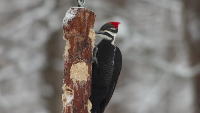 un Grand Pic &agrave; une mangeoire en hiver	