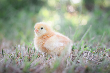 A chicken baby in the garden
