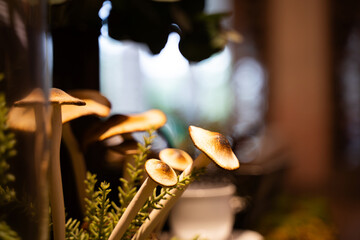 Beautiful closeup of wild mushrooms in the autumn grass. Mushrooms in a small garden