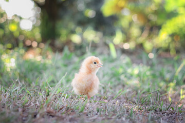 A chicken baby in the garden