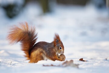 A squirrel holding a walnut in its paws with snow in the background. Winter landscape.  Lesopark Štěpánka, Mladá Boleslav, Czech republic.      