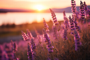 the fields of lavender at sunset, in the style of dark pink and light bronze, vintage aesthetics