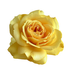 Yellow rose. Beautiful single yellow rose isolated on transparent background.
