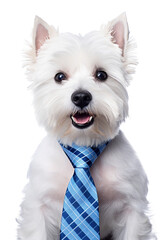 Funny dog in a tie on a transparent background.