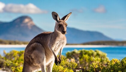 kangaroo at lucky bay in the cape le grand national park
