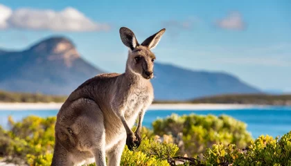 Photo sur Plexiglas Parc national du Cap Le Grand, Australie occidentale kangaroo at lucky bay in the cape le grand national park