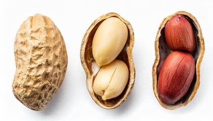 collection of single roasted peeled peanut isolated on white background top view - obrazy, fototapety, plakaty