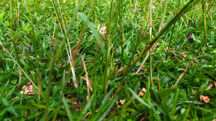 detailed close-up photo of grass growing on fertile land
