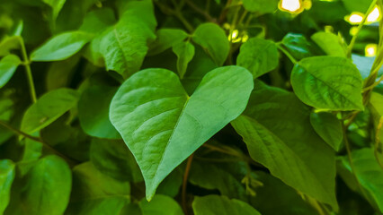 close-up photo of a wild climbing plant with unique leaves shaped like a heart