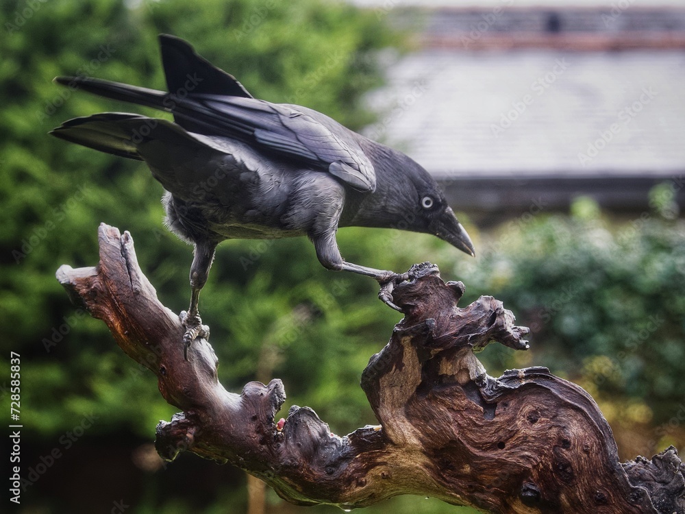 Poster jackdaw perched on a log