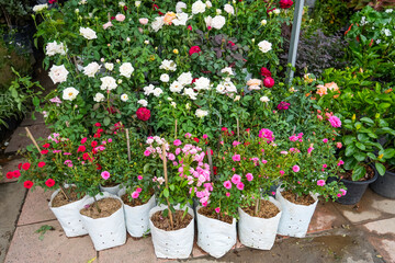 Various red pink and white rose seedlings are sold in a pot with a lump of earth at the market.