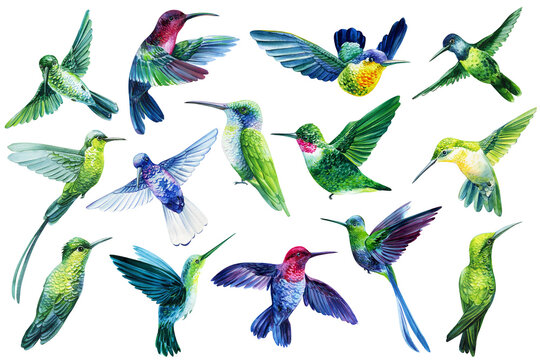 Hummingbird Watercolor set. Tropical colorful birds illustration isolated white background. Summer clipart hand drawing