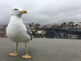 seagull
