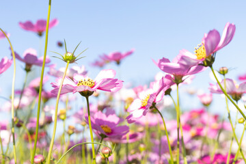 Fototapeta premium Field of cosmos flowers with blue sky on shiny day