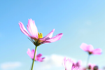 Fototapeta premium Field of cosmos flowers with blue sky on shiny day