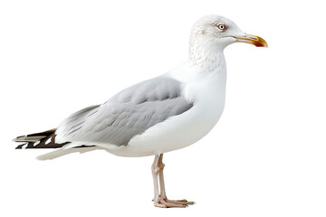 White seagull isolated on white background
