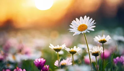 Poster little daisy in meadow flowering beautiful flower in spring sunset in flowering meadow © Kendrick