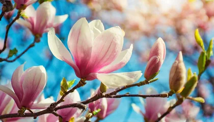 Gordijnen magnolia tree blossom in springtime tender pink flowers bathing in sunlight warm april weather © Patti