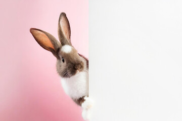 Obraz premium A Cute Easter Rabbit bunny peeking out from behind a white blank mockup,banner,looking at the camera. isolated on pastel pink background. Copy space, Happy Easter holiday concept.banner,advertisement.