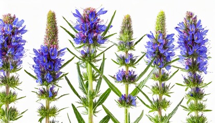 botanical collection wildflower echium vulgare isolated on white background