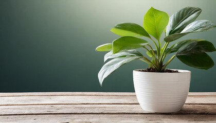 modern house plant with white pot on transparent background