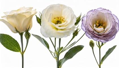 pressed and dried eustoma bush lisianthus with delicate transparent flowers isolated on white background for use in scrapbooking floristry or herbarium