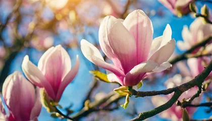 Zelfklevend Fotobehang magnolia tree blossom in springtime tender pink flowers bathing in sunlight warm april weather © Kendrick