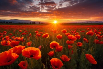 A Field of Red Flowers at Sunset