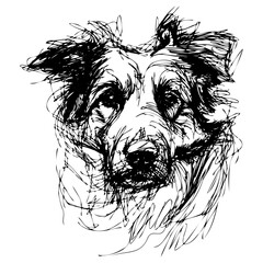 Messy line drawing of a Australian Shepherd dog's face