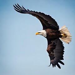 Regal bald eagle soaring high in the clear blue sky