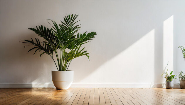 photo empty white wall interior with small plant