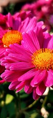Chrysanthemum also called as mums or chrysanths. Beautiful Pink and purple flower of gudaudi. 