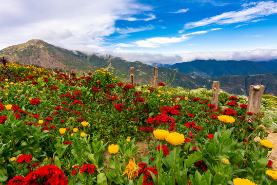 A stunning display of colorful flowers against a scenic mountain backdrop, captured on a bright sunny day. At Northern Blossom Flower Farm in Atok, Benguet, Philippines.