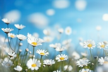 beautiful spring background with blooming field daisies against a bright blue sky