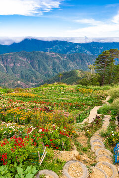 Expansive view of a colorful flower garden nestled in mountain terrain with a clear blue sky and fluffy clouds. At Northern Blossom Flower Farm in Atok, Benguet, Philippines.