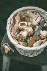 Raw champignons. Freshly picked wild mushrooms in a white wicker basket on an old stool, selective focus.