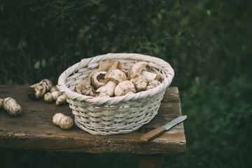 Raw champignons. Freshly picked forest mushrooms in a white wicker basket on an old table, selective focus.
