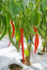 Large red chilies that are still growing on the plant