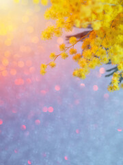 Blooming mimosa. Neon bright bokeh background. Copy space for a postcard
