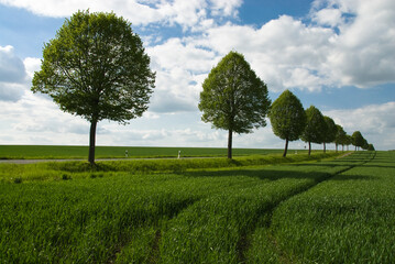 five tree line with the sun shining down on them in a green field