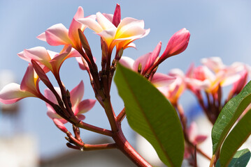 a bunch of flowers are sitting together under a blue sky